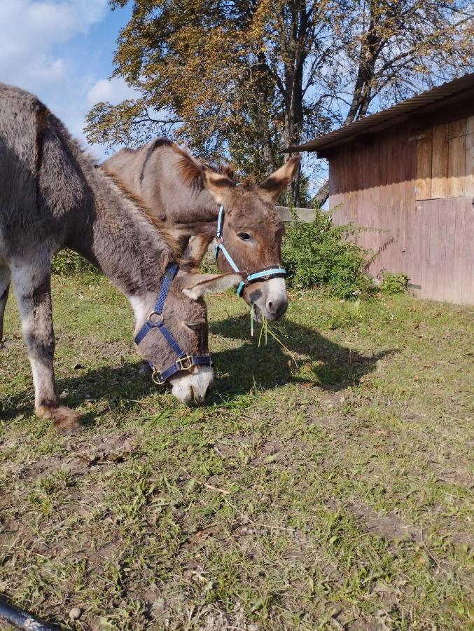Balkanowka Krasniczyn Buitenkant foto